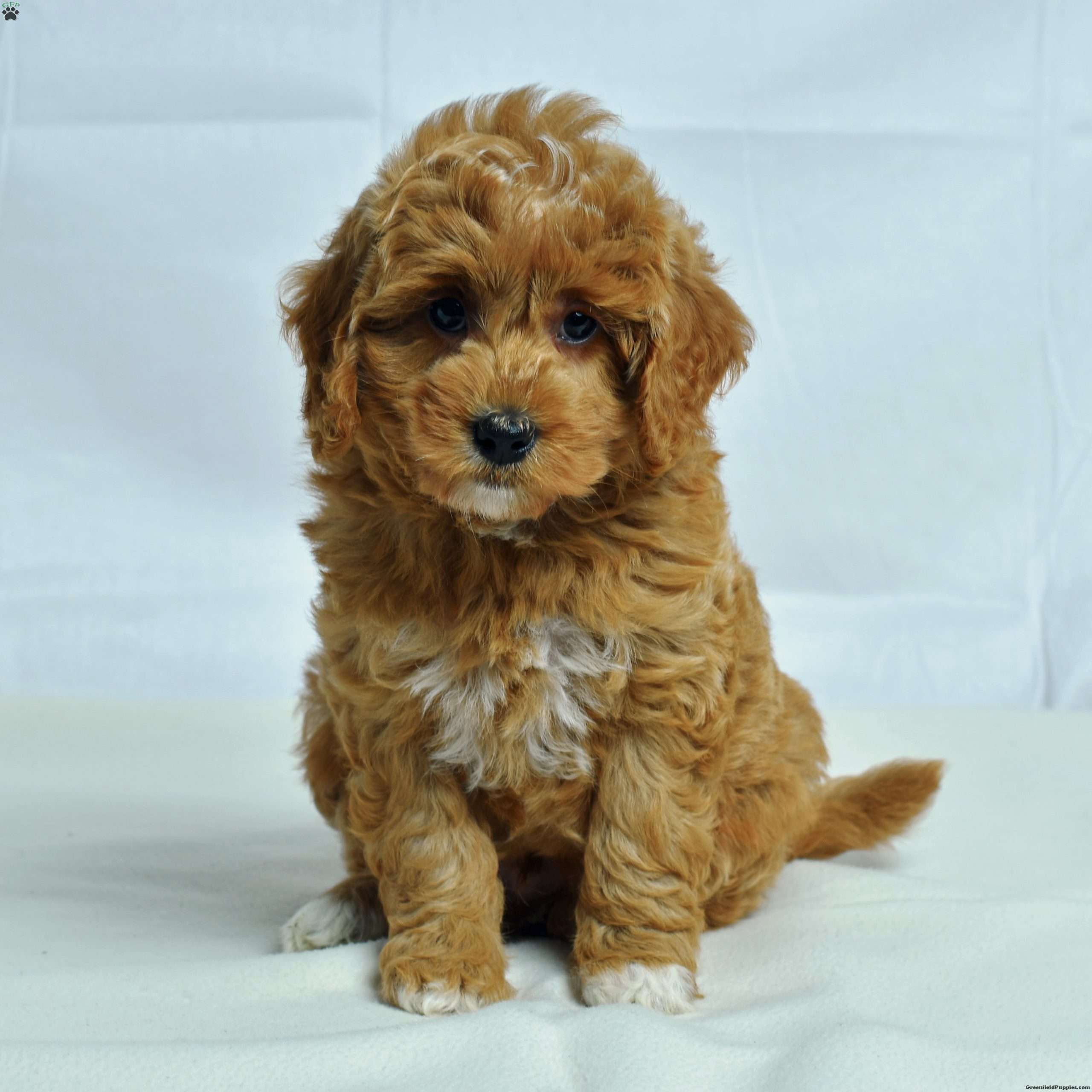 Iowa Cavapoo Puppy For Sale in Pennsylvania
